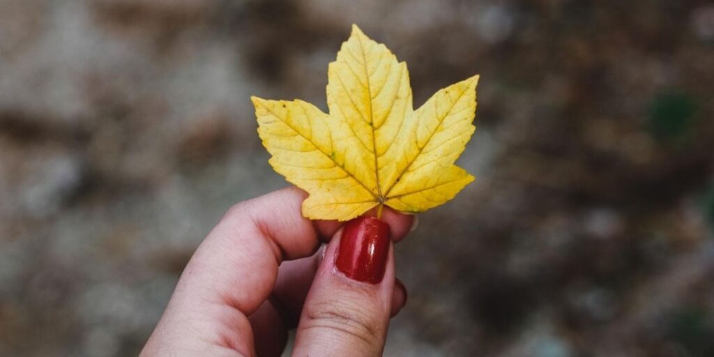 hand with red polish holding a yellow leaf